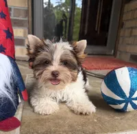 Valor, a male Yorkshire Terrier for sale in Beaumont, TX – 9 of 10