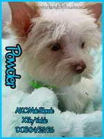 Powder, a male Yorkshire Terrier for sale in Beaumont, TX – 10 of 10