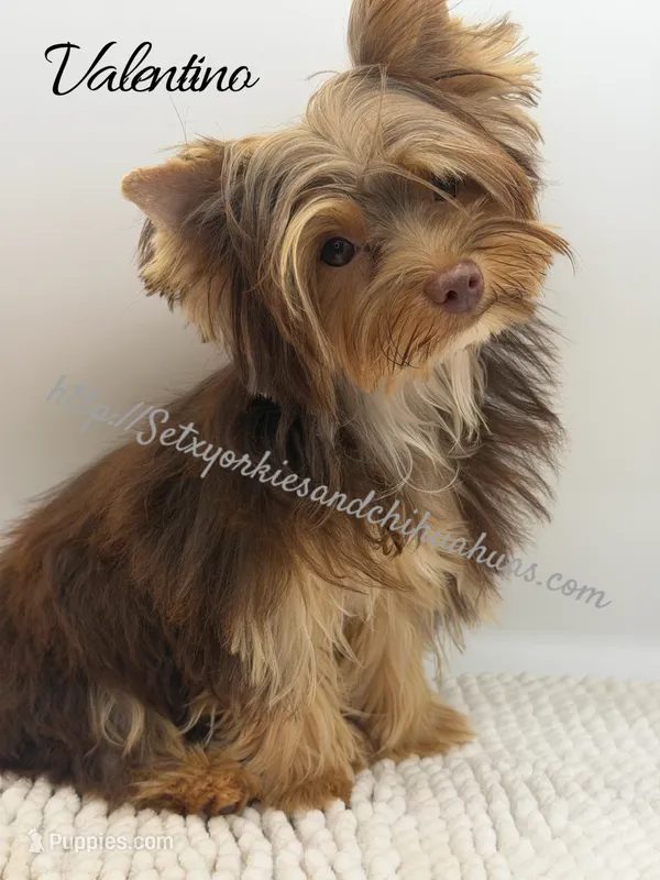 Valentino – Yorkshire Terrier puppy for sale in Beaumont, TX