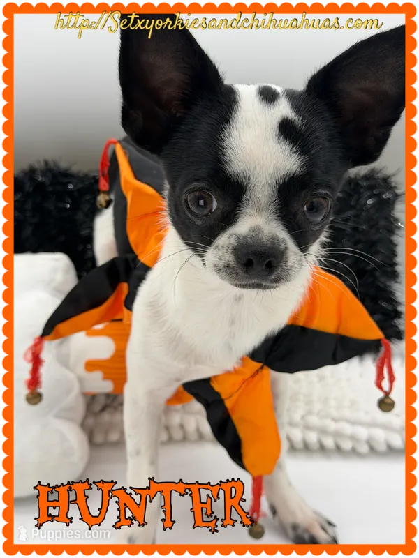 Hunter – Chihuahua puppy for sale in Beaumont, TX