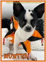 Hunter, a male Chihuahua for sale in Beaumont, TX – 1 of 7