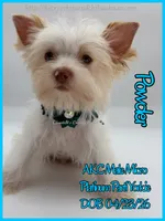 Powder, a male Yorkshire Terrier for sale in Beaumont, TX – 2 of 10
