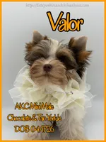 Valor, a male Yorkshire Terrier for sale in Beaumont, TX – 7 of 10