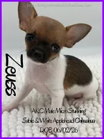 Zeuss, a male Chihuahua for sale in Beaumont, TX – 3 of 4
