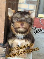 Jax, a male Yorkshire Terrier for sale in Beaumont, TX – 2 of 8