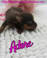 Adore, a female Yorkshire Terrier for sale in Beaumont, TX – 4 of 7