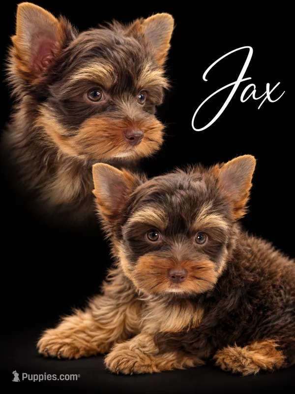 Jax – Yorkshire Terrier puppy for sale in Beaumont, TX