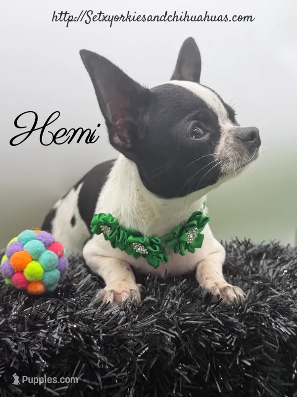 Hemi – Chihuahua puppy for sale in Beaumont, TX
