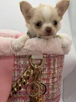 Promise, a female Chihuahua for sale in Beaumont, TX – 5 of 10