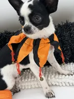 Hunter, a male Chihuahua for sale in Beaumont, TX – 7 of 7