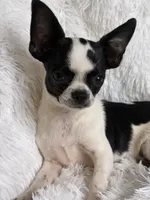 Hunter, a male Chihuahua for sale in Beaumont, TX – 5 of 8