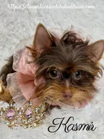 Kasmir, a female Yorkshire Terrier for sale in Beaumont, TX – 3 of 10