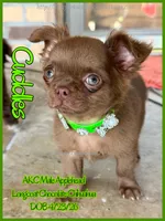 Cuddles, a male Chihuahua for sale in Beaumont, TX – 7 of 7