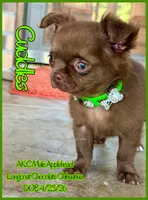 Cuddles, a male Chihuahua for sale in Beaumont, TX – 3 of 7