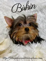 Birkin, a female Yorkshire Terrier for sale in Beaumont, TX – 5 of 10