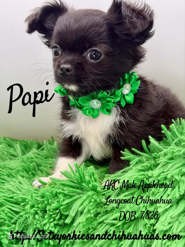 Papi – Chihuahua puppy for sale in Beaumont, TX