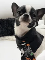 Hemi, a male Chihuahua for sale in Beaumont, TX – 2 of 9