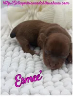 Esmee’, a female Yorkshire Terrier for sale in Beaumont, TX – 3 of 8