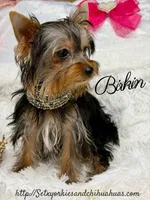 Birkin, a female Yorkshire Terrier for sale in Beaumont, TX – 2 of 10