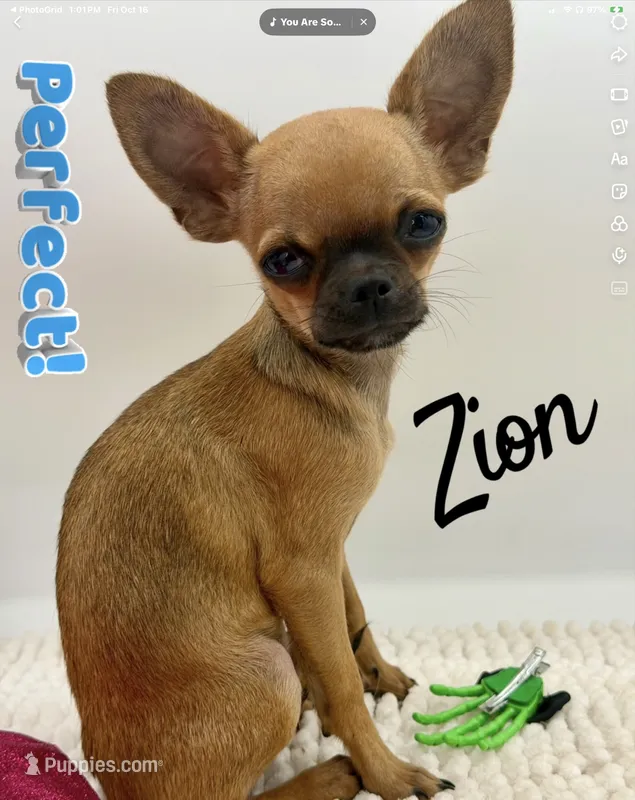 Zion – Chihuahua puppy for sale in Beaumont, TX