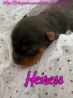 Heiress, a female Yorkshire Terrier for sale in Beaumont, TX – 5 of 10