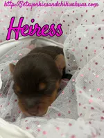 Heiress, a female Yorkshire Terrier for sale in Beaumont, TX – 1 of 10
