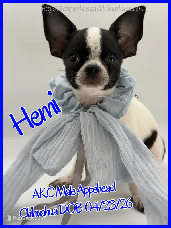 Hemi – Chihuahua puppy for sale in Beaumont, TX