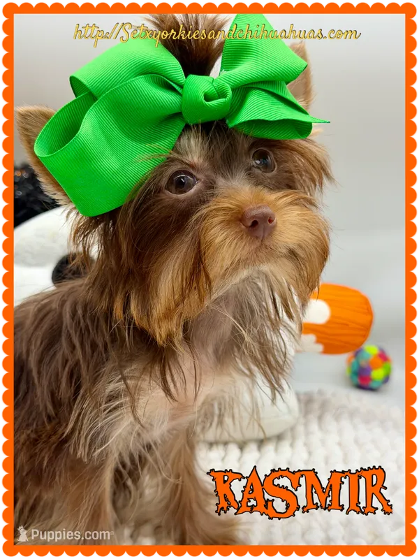 Kasmir – Yorkshire Terrier puppy for sale in Beaumont, TX