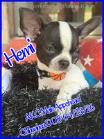 Hemi, a male Chihuahua for sale in Beaumont, TX – 4 of 9