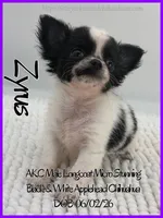 Zyrus, a male Chihuahua for sale in Beaumont, TX – 2 of 4