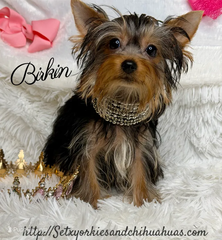 Birkin – Yorkshire Terrier puppy for sale in Beaumont, TX
