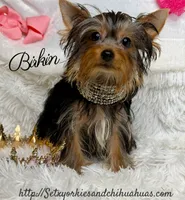 Birkin, a female Yorkshire Terrier for sale in Beaumont, TX – 1 of 10