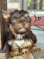 Jax, a male Yorkshire Terrier for sale in Beaumont, TX – 3 of 8