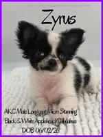 Zyrus, a male Chihuahua for sale in Beaumont, TX – 3 of 4