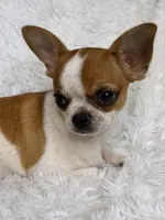 Hades, a male Chihuahua for sale in Beaumont, TX – 3 of 9