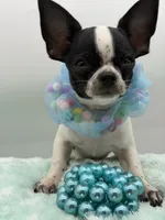 Hemi, a male Chihuahua for sale in Beaumont, TX – 8 of 8