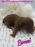 Esmee’, a female Yorkshire Terrier for sale in Beaumont, TX – 7 of 8