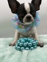 Hemi, a male Chihuahua for sale in Beaumont, TX – 3 of 8