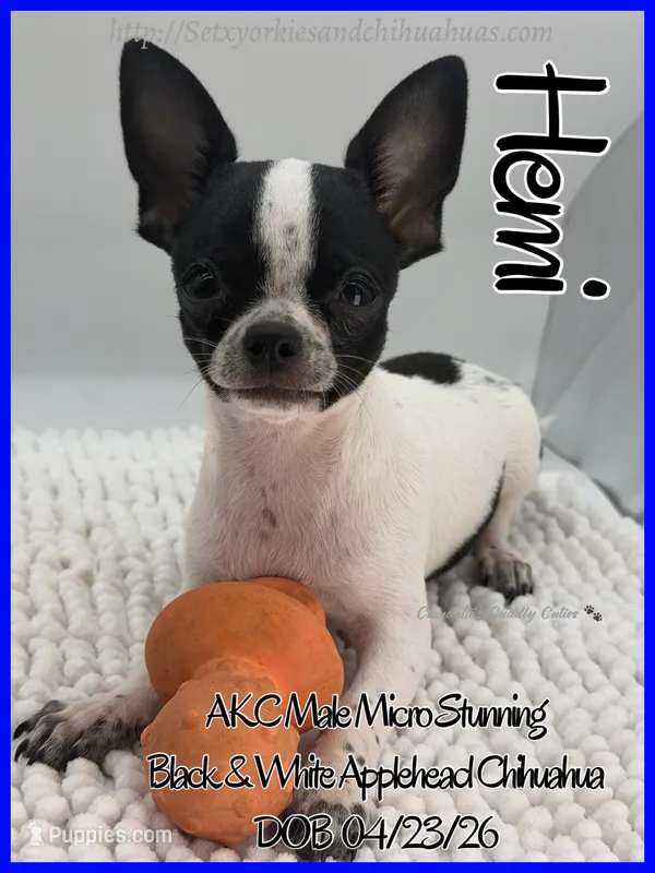 Hemi – Chihuahua puppy for sale in Beaumont, TX