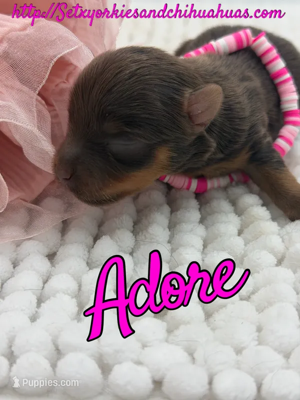 Adore – Yorkshire Terrier puppy for sale in Beaumont, TX