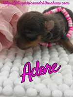 Adore, a female Yorkshire Terrier for sale in Beaumont, TX – 1 of 7