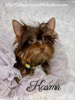 Kasmir, a female Yorkshire Terrier for sale in Beaumont, TX – 8 of 10