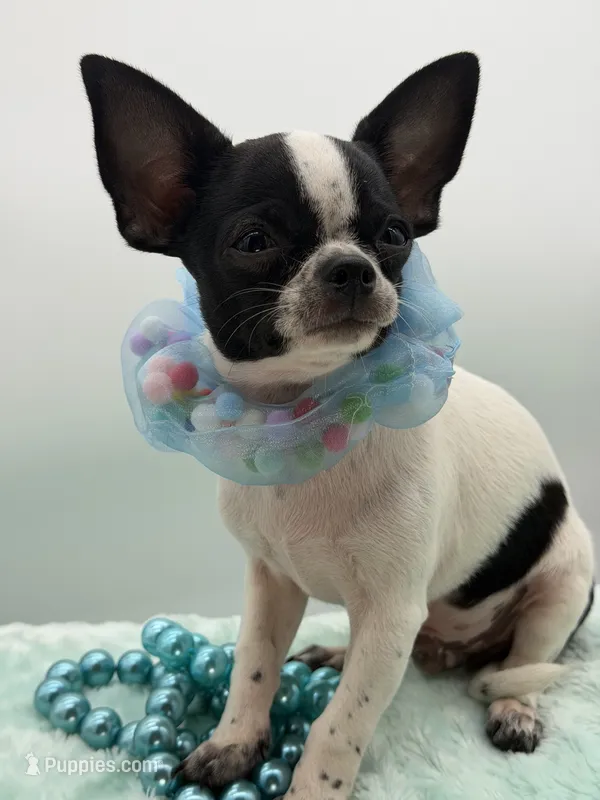 Hemi – Chihuahua puppy for sale in Beaumont, TX