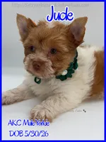 Jude, a male Yorkshire Terrier for sale in Beaumont, TX – 5 of 5