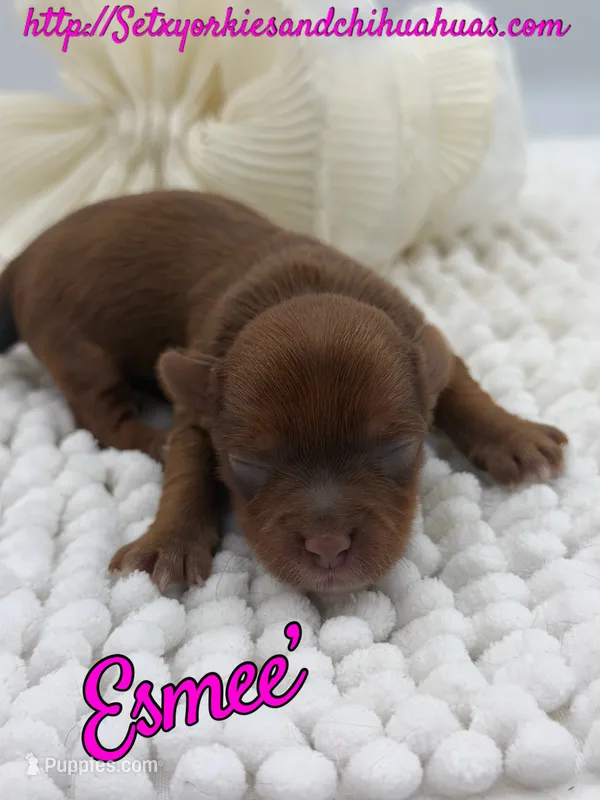 Esmee’ – Yorkshire Terrier puppy for sale in Beaumont, TX