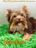 Valentino, a male Yorkshire Terrier for sale in Beaumont, TX – 5 of 6