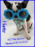 Hunter, a male Chihuahua for sale in Beaumont, TX – 6 of 10