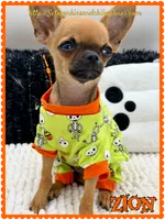 Zion, a male Chihuahua for sale in Beaumont, TX – 7 of 7