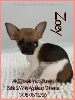 Zoey, a female Chihuahua for sale in Beaumont, TX – 3 of 4