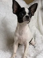 Hunter, a male Chihuahua for sale in Beaumont, TX – 3 of 8
